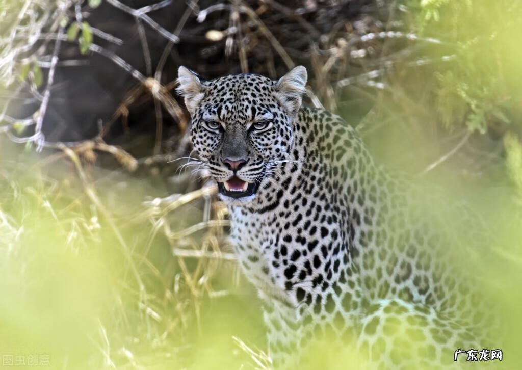 qq飞车紫钻盛典