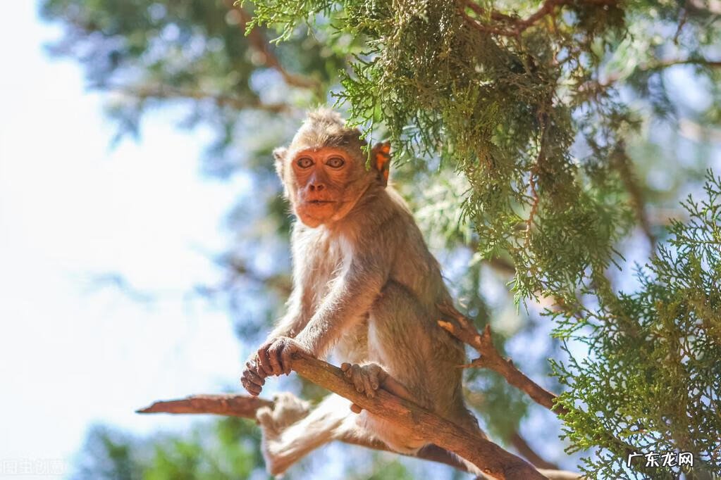 qq飞车紫钻盛典