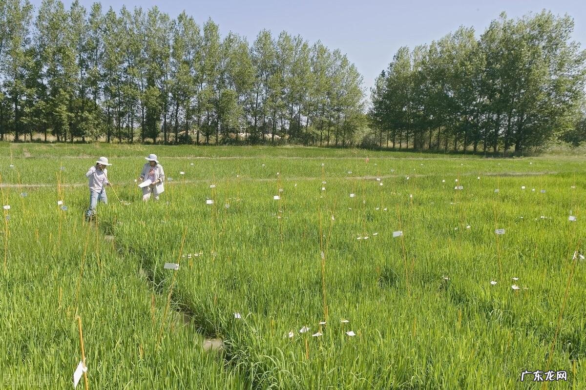 qq飞车紫钻盛典