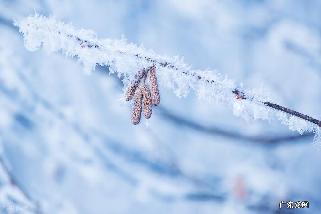 qq飞车紫钻盛典