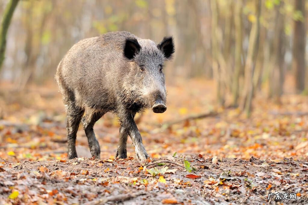 qq飞车紫钻盛典