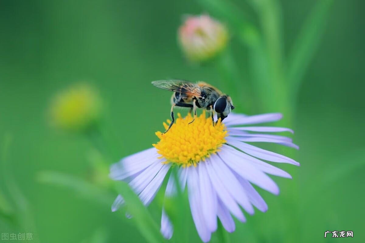 qq飞车紫钻盛典