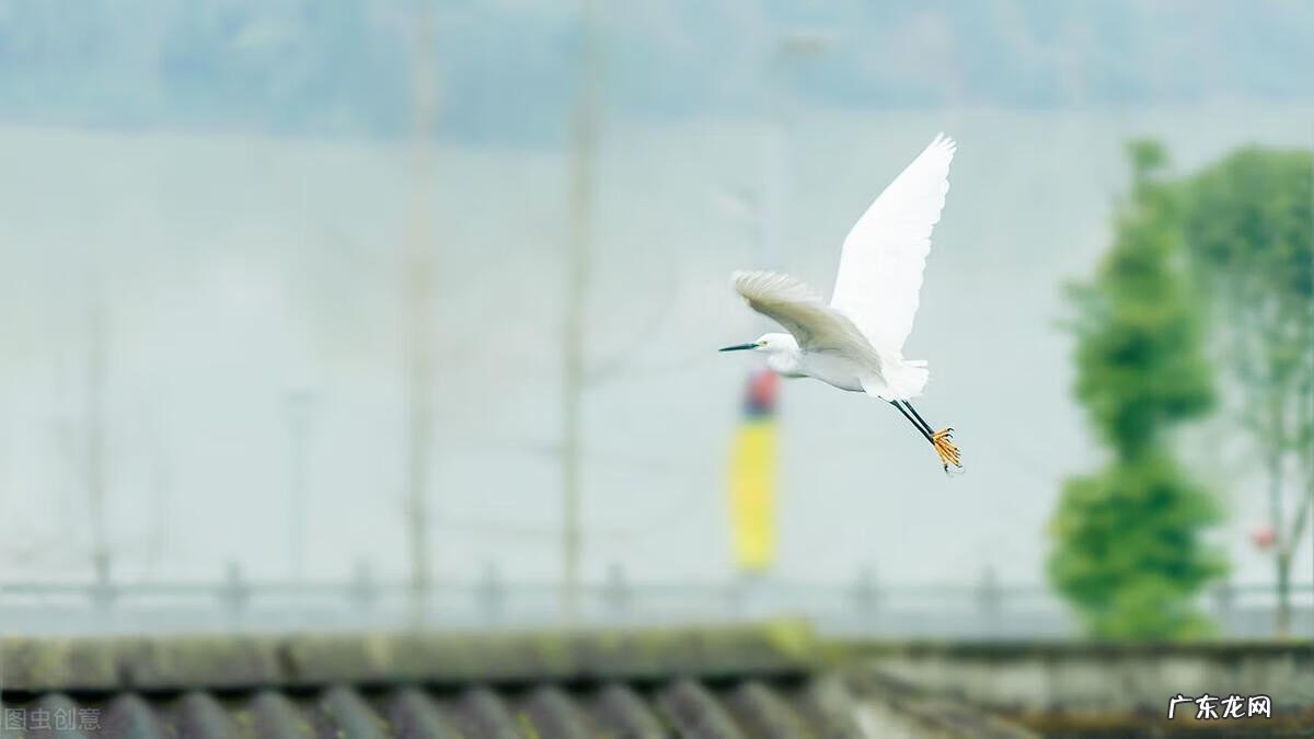 qq飞车紫钻盛典