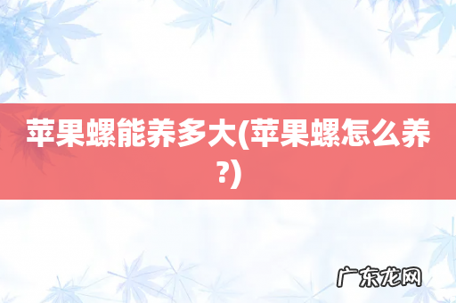 苹果螺怎么养? 苹果螺能养多大