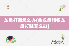 金龙鱼和银龙鱼打架怎么办 龙鱼打架怎么办