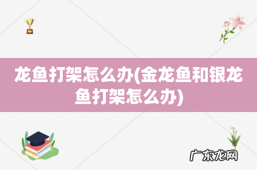 金龙鱼和银龙鱼打架怎么办 龙鱼打架怎么办