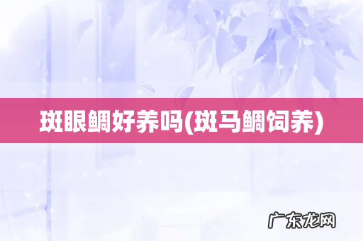 斑马鲷饲养 斑眼鲷好养吗