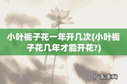 小叶栀子花几年才能开花? 小叶栀子花一年开几次