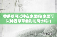 家里可以种香茅草会影响风水吗? 香茅草可以种在家里吗