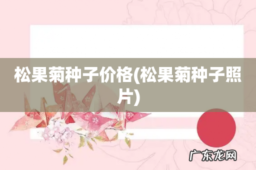 松果菊种子照片 松果菊种子价格