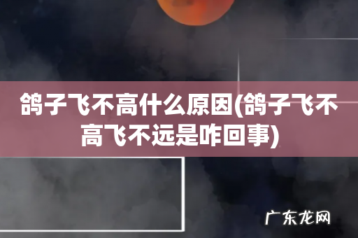 鸽子飞不高飞不远是咋回事 鸽子飞不高什么原因