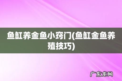 鱼缸金鱼养殖技巧 鱼缸养金鱼小窍门