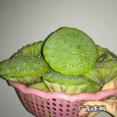莲蓬的吃法与功效 莲蓬怎么吃好吃