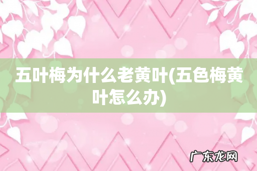 五色梅黄叶怎么办 五叶梅为什么老黄叶