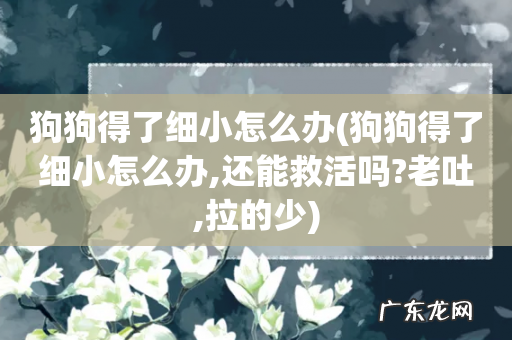 狗狗得了细小怎么办,还能救活吗?老吐,拉的少 狗狗得了细小怎么办
