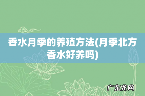 月季北方香水好养吗 香水月季的养殖方法