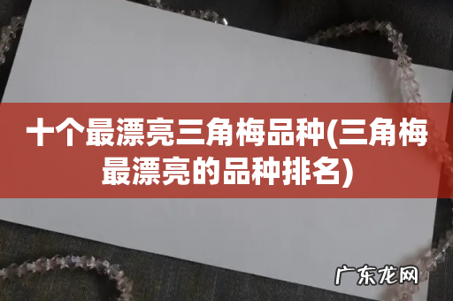 三角梅最漂亮的品种排名 十个最漂亮三角梅品种