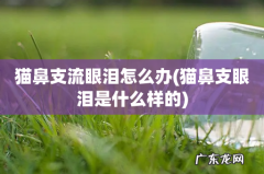猫鼻支眼泪是什么样的 猫鼻支流眼泪怎么办