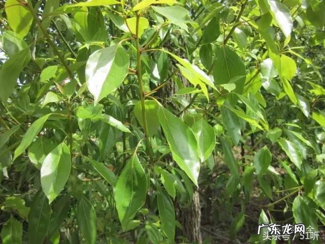 清凉油多少钱一个 清凉油价格图片