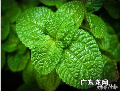 清凉油多少钱一个 清凉油价格图片