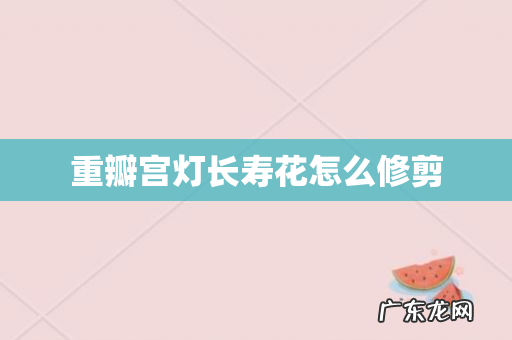 重瓣宫灯长寿花怎么修剪