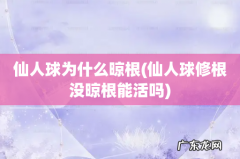 仙人球修根没晾根能活吗 仙人球为什么晾根