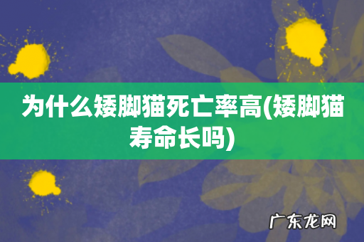 矮脚猫寿命长吗 为什么矮脚猫死亡率高