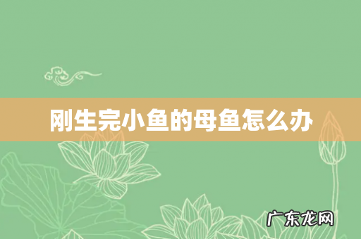 刚生完小鱼的母鱼怎么办