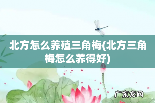 北方三角梅怎么养得好 北方怎么养殖三角梅