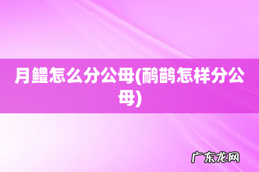 鸸鹋怎样分公母 月鳢怎么分公母