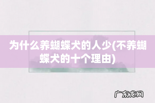 不养蝴蝶犬的十个理由 为什么养蝴蝶犬的人少