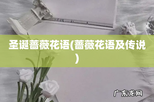 蔷薇花语及传说 圣诞蔷薇花语