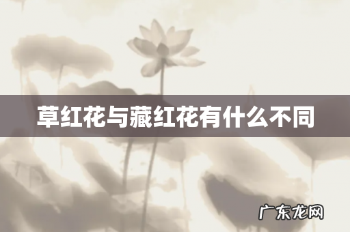 草红花与藏红花有什么不同