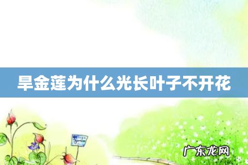 旱金莲为什么光长叶子不开花