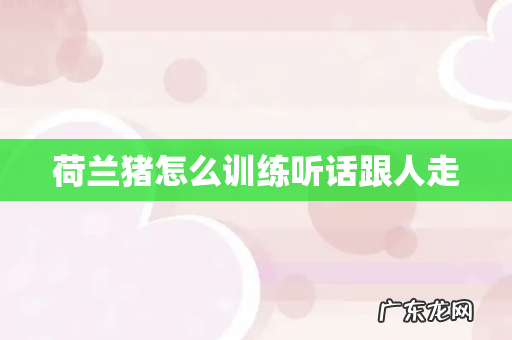 荷兰猪怎么训练听话跟人走