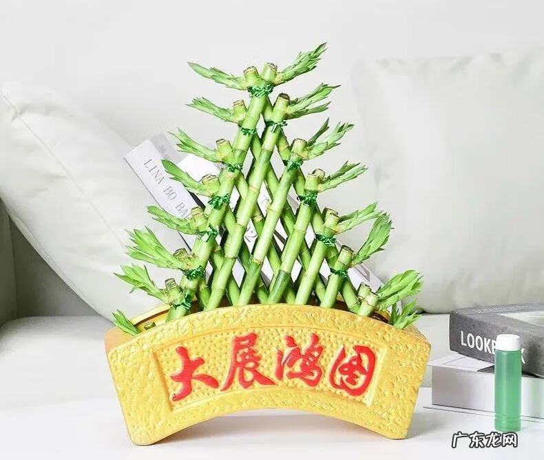 什么是风水轮 竹子风水轮