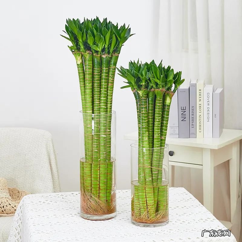 什么是风水轮 竹子风水轮