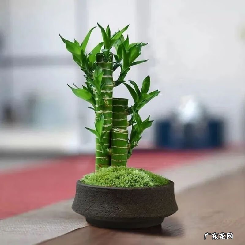 什么是风水轮 竹子风水轮