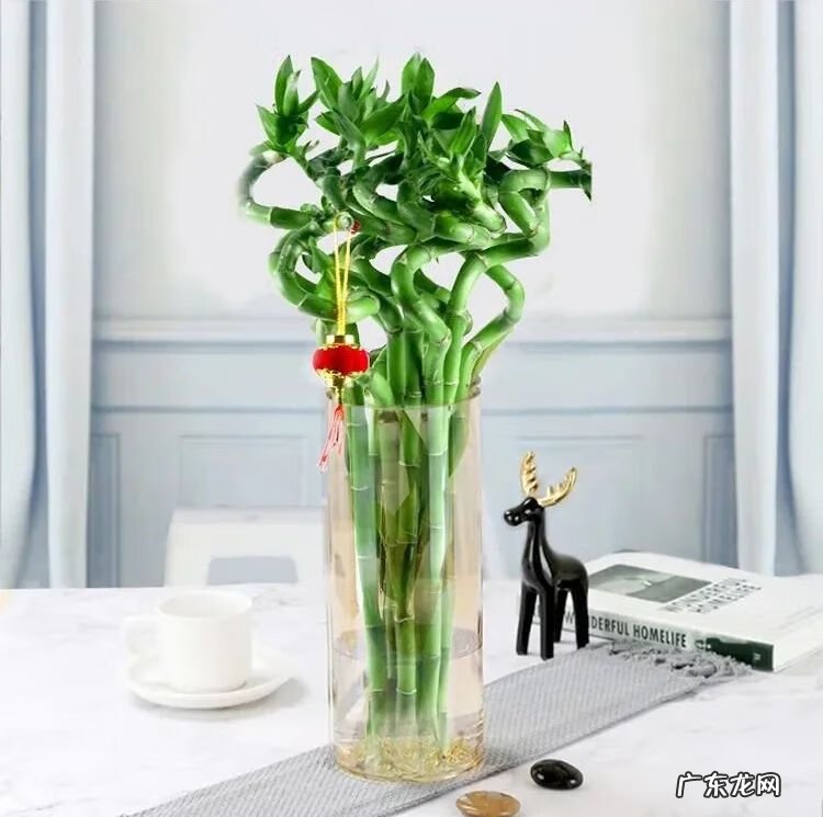 什么是风水轮 竹子风水轮