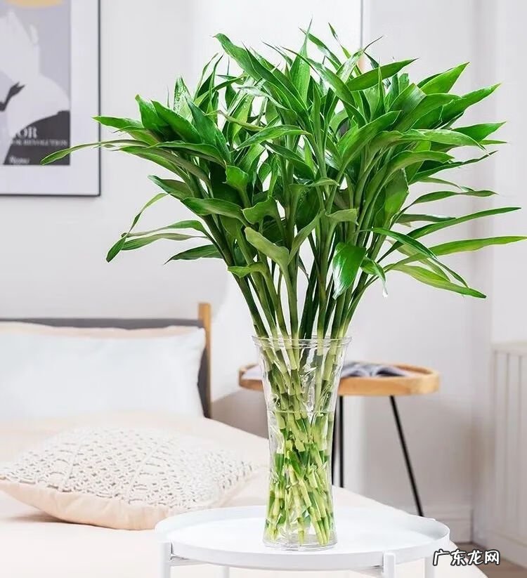 什么是风水轮 竹子风水轮