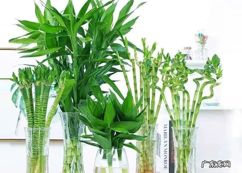 什么是风水轮 竹子风水轮