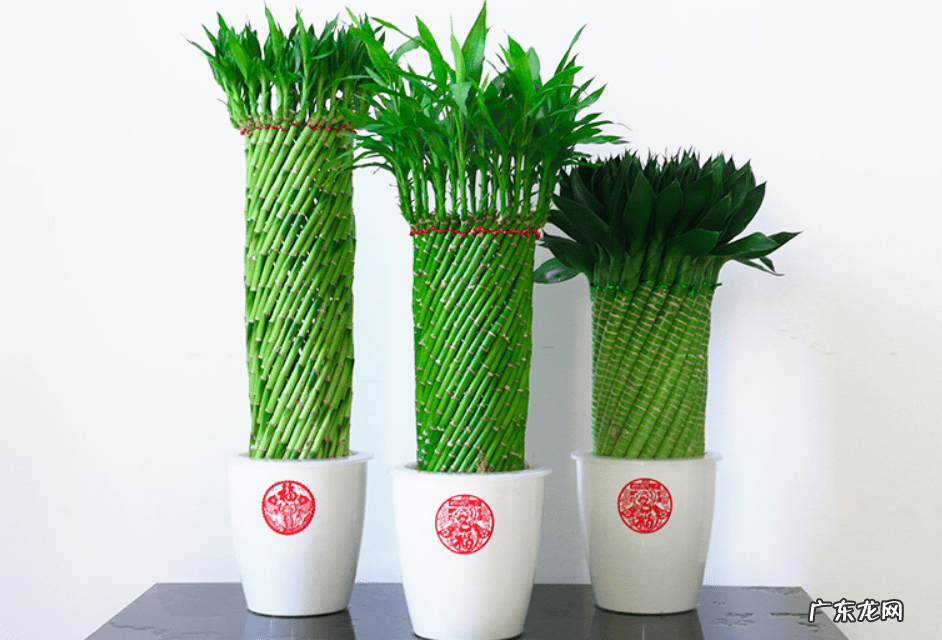 什么是风水轮 竹子风水轮