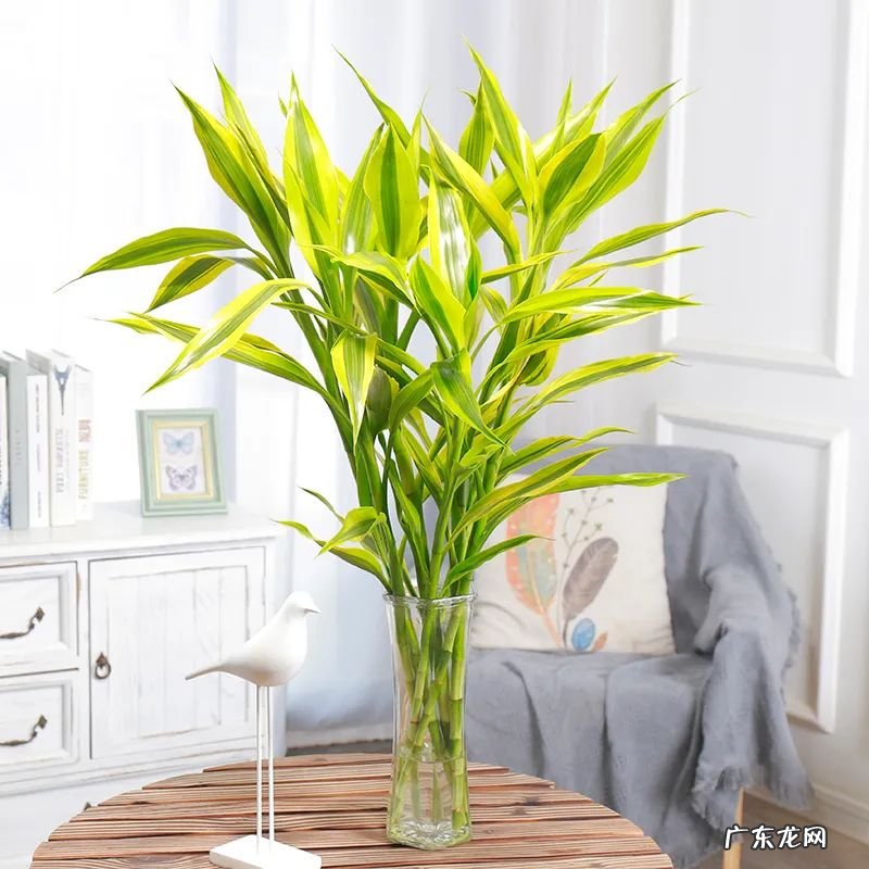 什么是风水轮 竹子风水轮