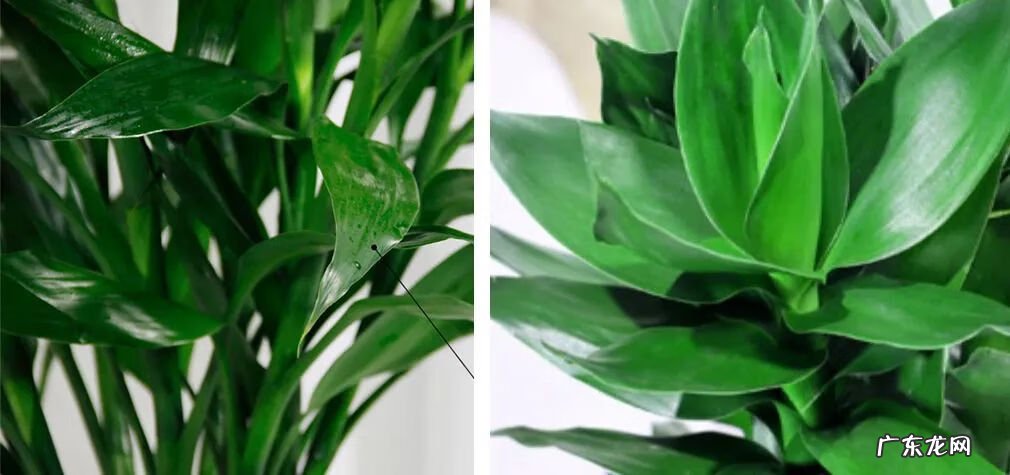 什么是风水轮 竹子风水轮