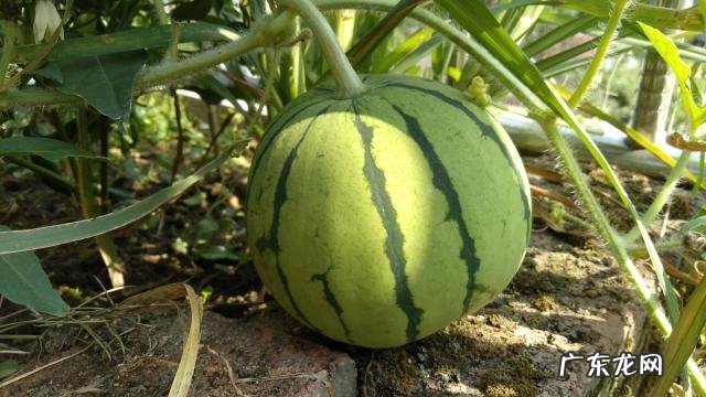 住宅的楼顶可以种木瓜吗 风水楼顶能种瓜吗