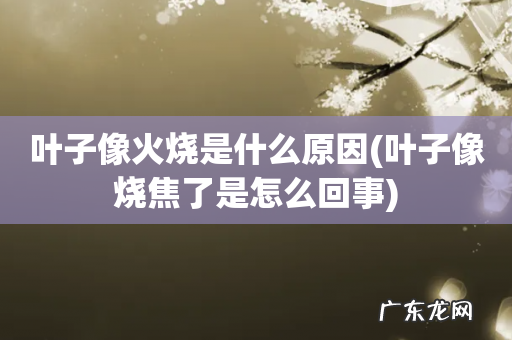 叶子像烧焦了是怎么回事 叶子像火烧是什么原因