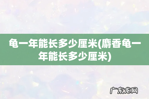 麝香龟一年能长多少厘米 龟一年能长多少厘米