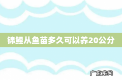 锦鲤从鱼苗多久可以养20公分