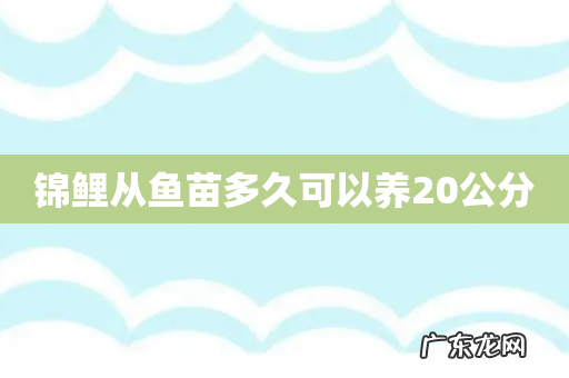 锦鲤从鱼苗多久可以养20公分