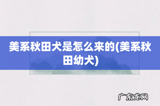 美系秋田幼犬 美系秋田犬是怎么来的